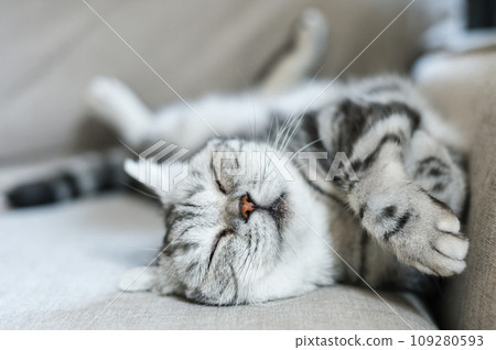 British shorthair cat sleeps British shorthair cat sleeps 109280593