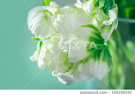 Bunch of Parrot Style Tulips 109280595