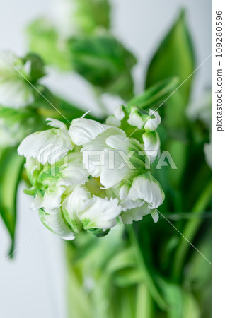 Bunch of Parrot Style Tulips 109280596