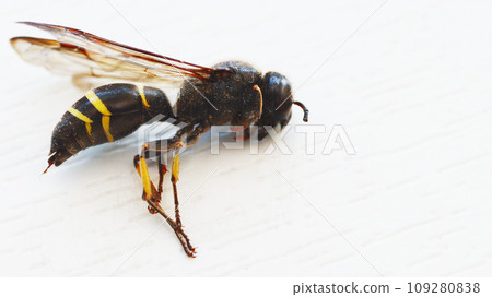 Lying dead wasp close-up on a light background. Lying dead wasp close-up on a light background. 109280838