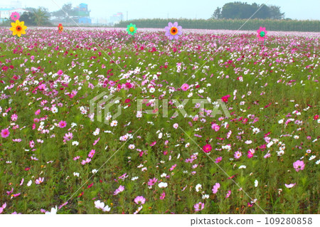 Cosmos Cosmos 109280858