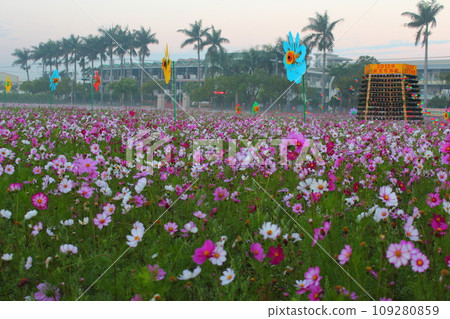Cosmos Cosmos 109280859
