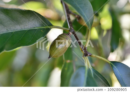 Arakashi no Oe Arakashi no Oe 109280905