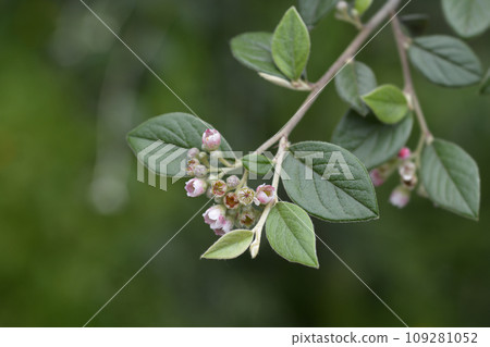 Black-berried cotoneaster 109281052