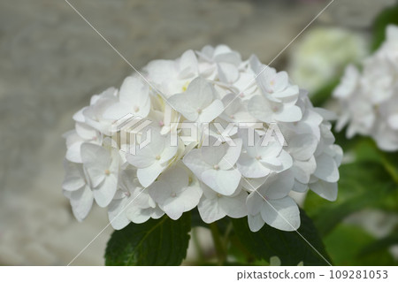 French hydrangea The Bride 109281053