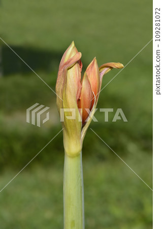 Red Lion Amaryllis Red Lion Amaryllis 109281072