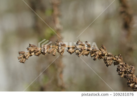 Purple loosestrife Purple loosestrife 109281076