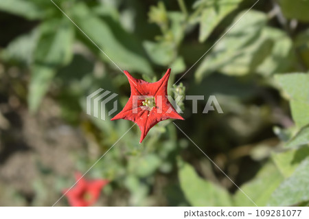 Brazilian red petunia 109281077