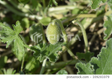 Squirting cucumber 109281079