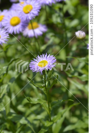Showy fleabane 109281090