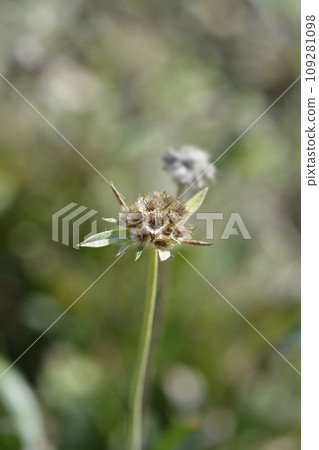Caucasian pincushion flower Caucasian pincushion flower 109281098