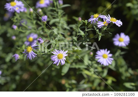 New York aster Professor Kippenberg New York aster Professor Kippenberg 109281100
