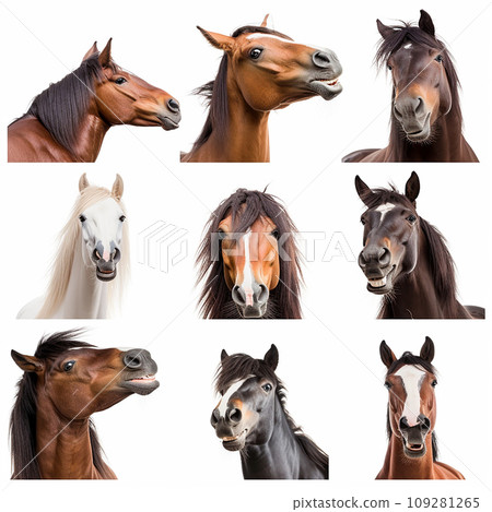 Collage of portraits of horses of different breeds and colors on white, for advertising zoological products and packaging design Collage of portraits of horses of different breeds and colors on white, for advertising zoological products and packaging design 109281265