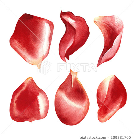 A set of red rose petals. Hand-drawn watercolor illustration. A design element of a flower card, an invitation for Valentine's Day, a wedding. For packaging and labels, posters and leaflets, banners. A set of red rose petals. Hand-drawn watercolor illustration. A design element of a flower card, an invitation for Valentine's Day, a wedding. For packaging and labels, posters and leaflets, banners. 109281700