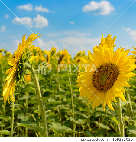 Bright yellow sunflower on summer field 109282020