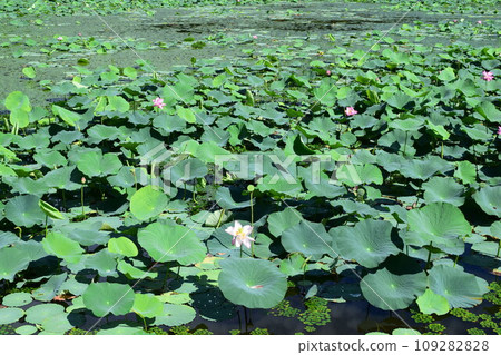 蓮花田 蓮花沼澤 蓮花 蓮花田 蓮花沼澤 蓮花 109282828