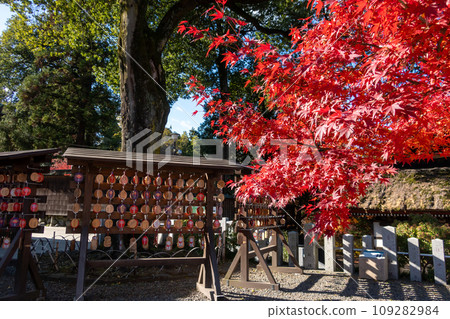 Kobayashiyama Takumaji Temple Precincts Autumn Leaves Takasaki City 109282984
