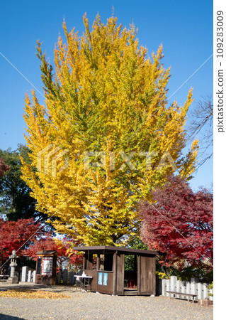 Kobayashiyama Takumaji Temple, a large ginkgo tree in front of the main hall, Takasaki City 109283009
