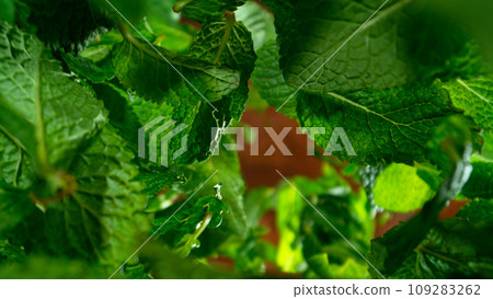 Freeze motion of falling and rotating fresh mint leaves, macro 109283262