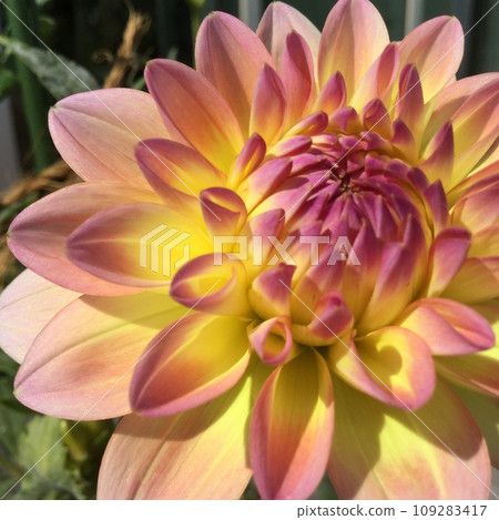 Blooming Blooming 109283417
