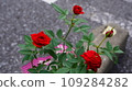 Red roses 109284282