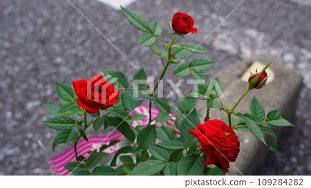 紅玫瑰 紅玫瑰 109284282