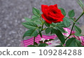 Red roses 109284288