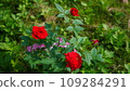 Red roses 109284291