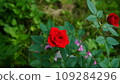 Red roses 109284296