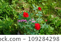 Red roses 109284298