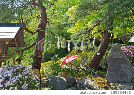 Aioi no Matsu at Hodozan Shrine [Nagatoro Town, Saitama Prefecture] 109284498