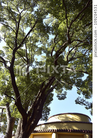 Large tree of Camphor tree 109284531