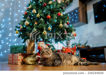 Big cat lies on its side near a decorated Christmas tree and looks away Big cat lies on its side near a decorated Christmas tree and looks away 109284609