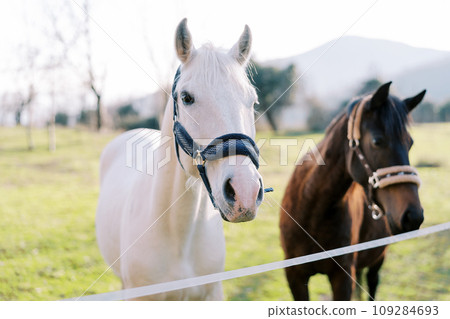White and bay horses stand near a rope fence on a green pasture White and bay horses stand near a rope fence on a green pasture 109284693