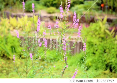 Miso Haigi Flower 109284797