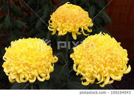 菊花盛開（三重圖案） 109284843