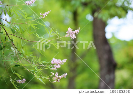 Carrot carrot flower 109285298