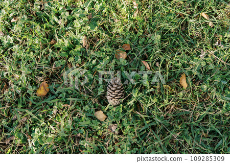 Fir cone lies on green grass among yellow leaves 109285309