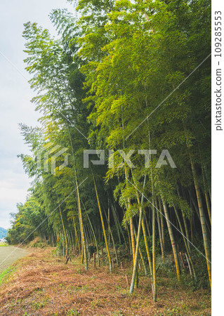 Autumn bamboo grove Autumn bamboo grove 109285553