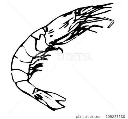 蝦子單色手繪風格插畫向量 蝦子單色手繪風格插畫向量 109285588