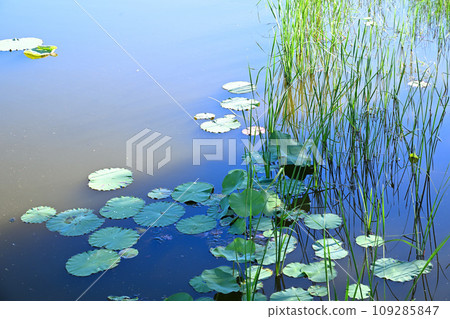 Heisei no Mori Park Aquatic Plants Shukeike Pond Kawajima Town 109285847