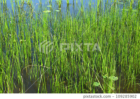 Heisei no Mori Park Aquatic Plants Shukeike Pond Kawajima Town Heisei no Mori Park Aquatic Plants Shukeike Pond Kawajima Town 109285902