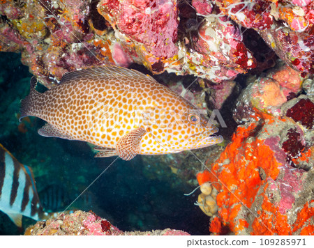A beautiful giant grouper (Family: Grouper) in an underwater cave. Hirizo Beach, crossed by ferry from Nakagi, Minamiizu Town, Kamo District, Izu Peninsula, Shizuoka Prefecture 109285971