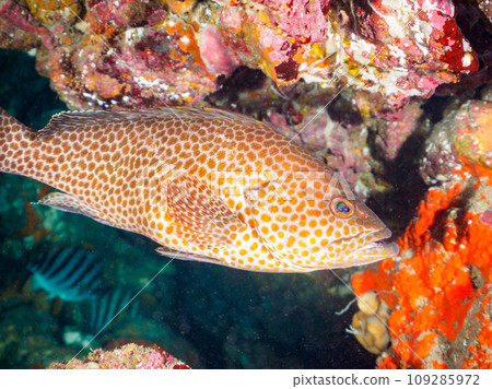 A beautiful giant grouper (Family: Grouper) in an underwater cave. Hirizo Beach, crossed by ferry from Nakagi, Minamiizu Town, Kamo District, Izu Peninsula, Shizuoka Prefecture 109285972