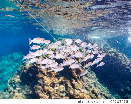 A shoal of young porgies (family Porgidae) swimming on the beautiful water surface of Hirizo Beach. From Nakagi, Minamiizu Town, Kamo District, Izu Peninsula, Shizuoka Prefecture A shoal of young porgies (family Porgidae) swimming on the beautiful water surface of Hirizo Beach. From Nakagi, Minamiizu Town, Kamo District, Izu Peninsula, Shizuoka Prefecture 109285976