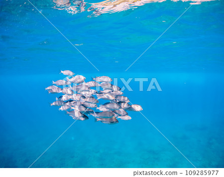 A shoal of young porgies (family Porgidae) swimming on the beautiful water surface of Hirizo Beach. From Nakagi, Minamiizu Town, Kamo District, Izu Peninsula, Shizuoka Prefecture 109285977