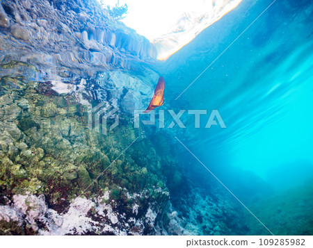 Hirizo 海灘美麗的水面上有一種神秘的小鹿角魚(燕魚屬)。靜岡縣伊豆半島加茂郡南井 Hirizo 海灘美麗的水面上有一種神秘的小鹿角魚(燕魚屬)。靜岡縣伊豆半島加茂郡南井 109285982