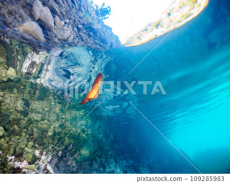 A mysterious young staghorn fish (genus Swallowfish) on the beautiful water surface of Hirizo Beach. Minamii, Kamo District, Izu Peninsula, Shizuoka Prefecture 109285983
