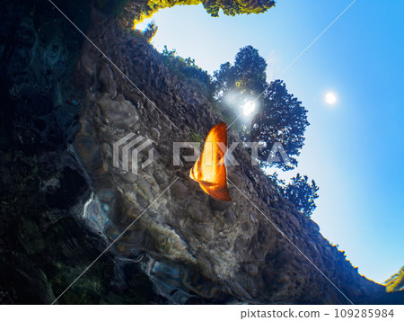 A mysterious young staghorn fish (genus Swallowfish) on the beautiful water surface of Hirizo Beach. Minamii, Kamo District, Izu Peninsula, Shizuoka Prefecture 109285984