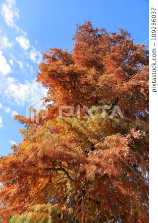 落葉的樂松（日本柳杉） 109286037